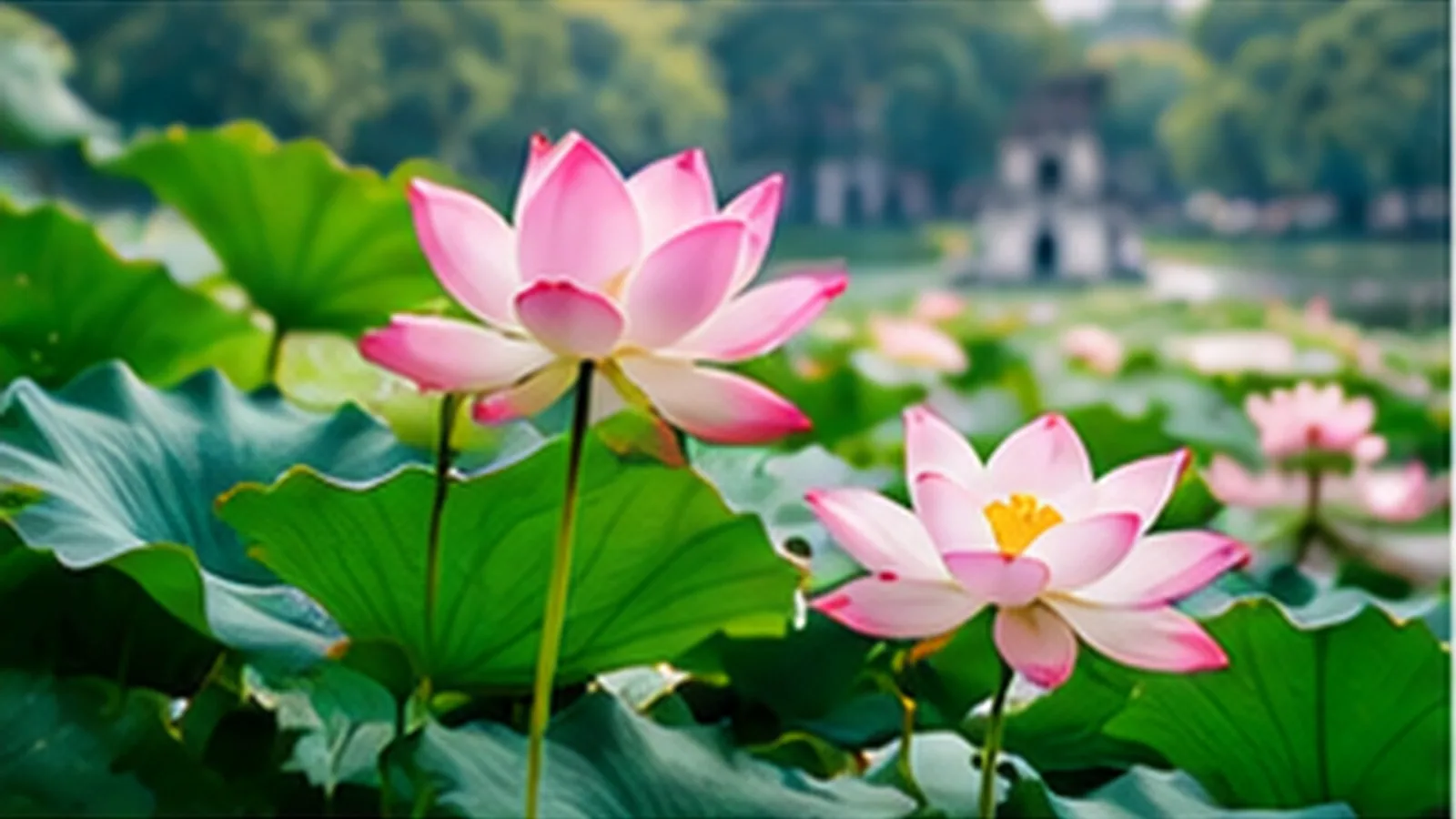 Theo hương sen, tìm một Hà Nội thật thanh